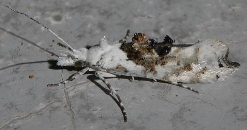 Ypsolopha asperella